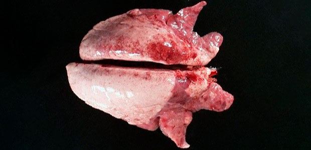 Picture 2. Cranio-ventral consolidation of the lung can be seen with Mycoplasma hyopneumoniae.
