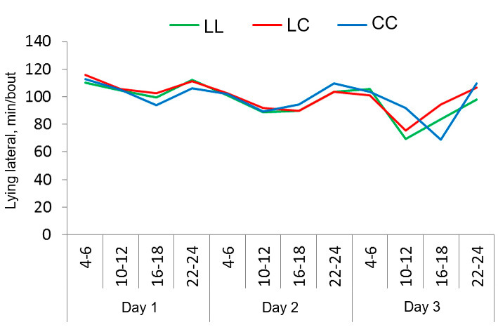 Figure1. Lying pattern of sows in the SWAP system with 3 different strategies of use: no confinement, confinement after farrowing and during 4 days (then loose), or confinement on the day before farrowing and during 4 days after (then loose).
Time (recorded in 2 h periods) sows spent lying on the side for the first 3 days of lactation in three treatments: Loose housed in farrowing and lactation (LL), confined after farrowing and during the first 4 days of lactation (LC), Confined one day before expected farrowing and during the first 4 days of lactation (CC).