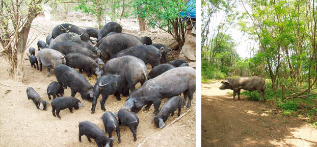 Figure 2. Moravka sows with piglets and boar.

