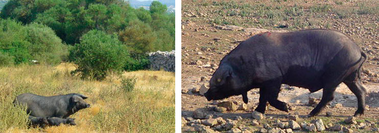 Figure 2.  Negre Mallorqu&iacute; sow with piglets and bo