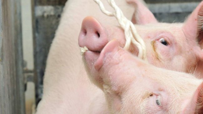Pig with rope