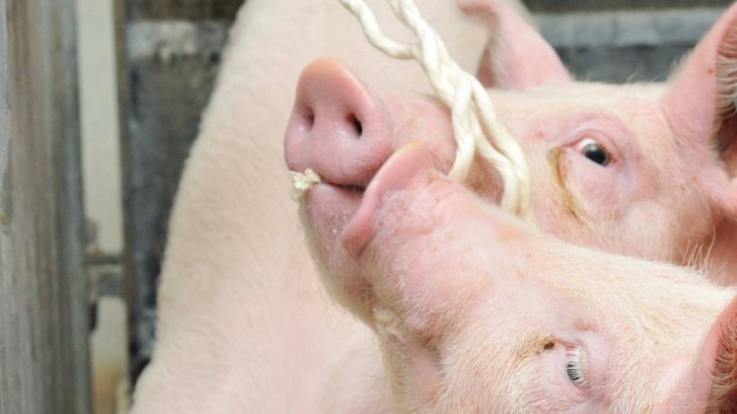 Pig with rope