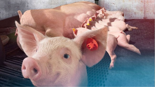 Automated feeding during lactation drives sow and pig performance for maximum return on investment.