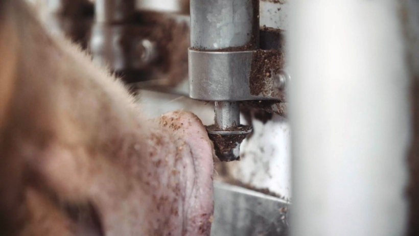 A sow triggers the Nedap wireless Activator with her snout to release an additional feed portion. The on-demand feature enables sows to receive additional snack-sized feed portions.