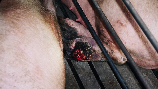 Photo 1. Lesion on the foot of a sow.

