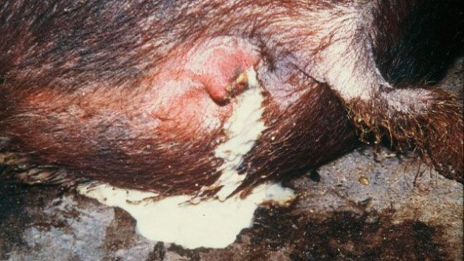 Photo 1. Sow with discharge from vulva