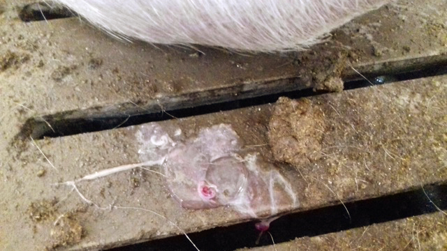 Photo 1. Embryo expulsion.
