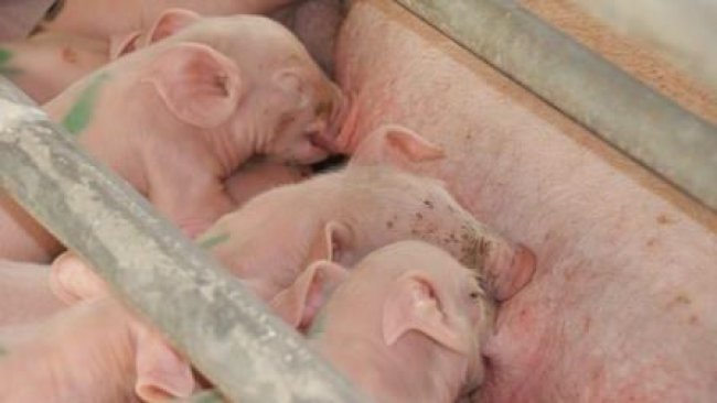 pigs