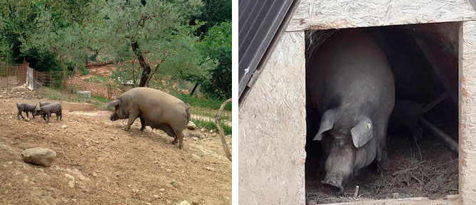 Figure 2. Casertana sow with piglets and boar.
