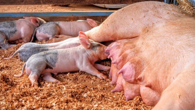pig production china