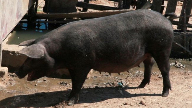 Nero Siciliano sow. Source: OppidumNissenae