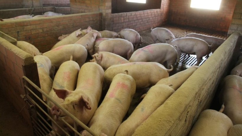 Photo 1. The physical location of pens can have an impact of pig performance.
