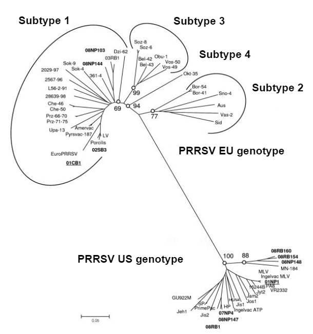 Image 1.&nbsp;Phylogenetic relationship of PRRS viruses, ORF 5 sequences illustrating the genetic difference between PRRSV-type 1 (EU genotype) and PRRSV-type 2 (US genotype). Source Amonsin, A., Kedkovid, R., Puranaveja, S.&nbsp;et al. (2009)
