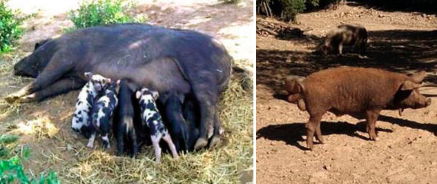 Figure 2. Sarda sow with piglets (photo credit LAORE Sardegna) and sarda boar (photo credit S. Porcu).

