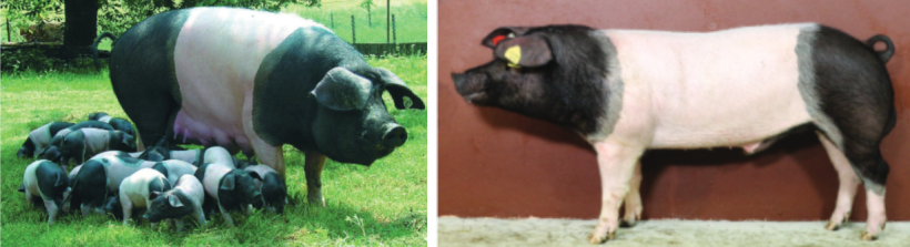 Figure 2. Schw&auml;bisch-H&auml;llisches sow with piglets (left) and&nbsp;Schw&auml;bisch-H&auml;llisches boar (right).

