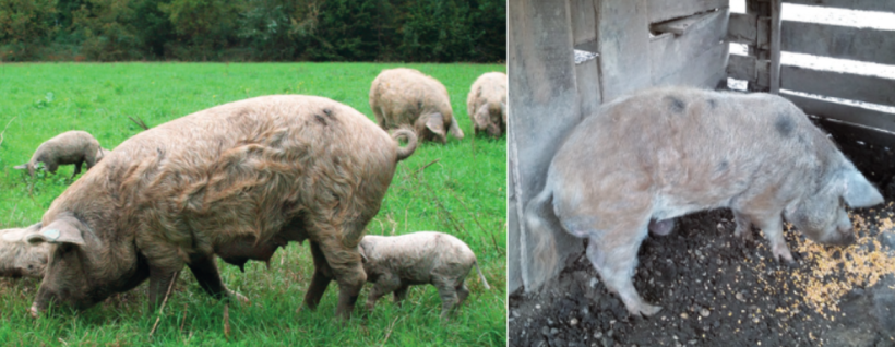 Figure 2.Turopolje sow with piglets (left) and Turopolje boar (right).