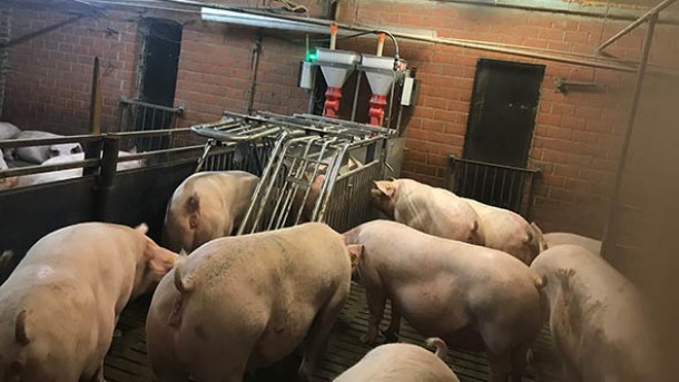 4. Electronic Sow feeding/dry feeding: Opti.Station - the new form of electronic sow feeding.