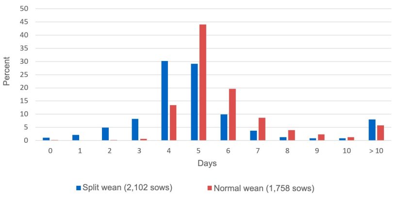 Figure 1. Proportion of sows in estrus from the day of weaning. P. English, 1986.
