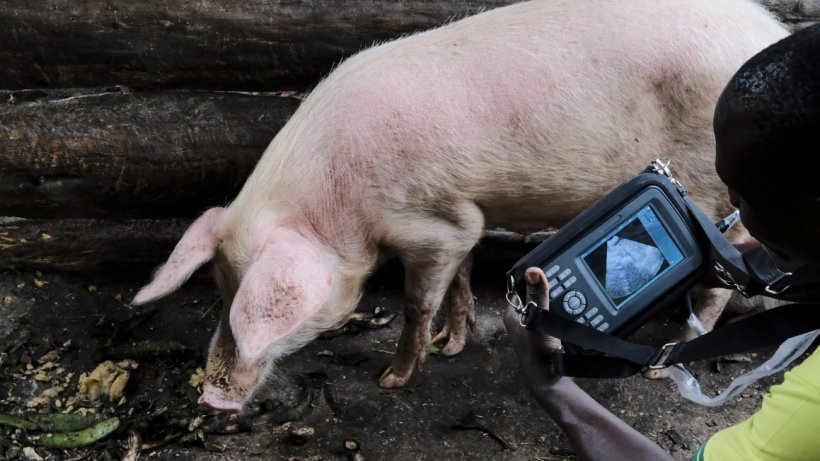 Heat stress can reduce growth, reproduction and health in pigs, putting at risk the livelihoods of pig producers and the sustainability of the pig sector as a whole. Photo K. Dhanji/ILRI.
