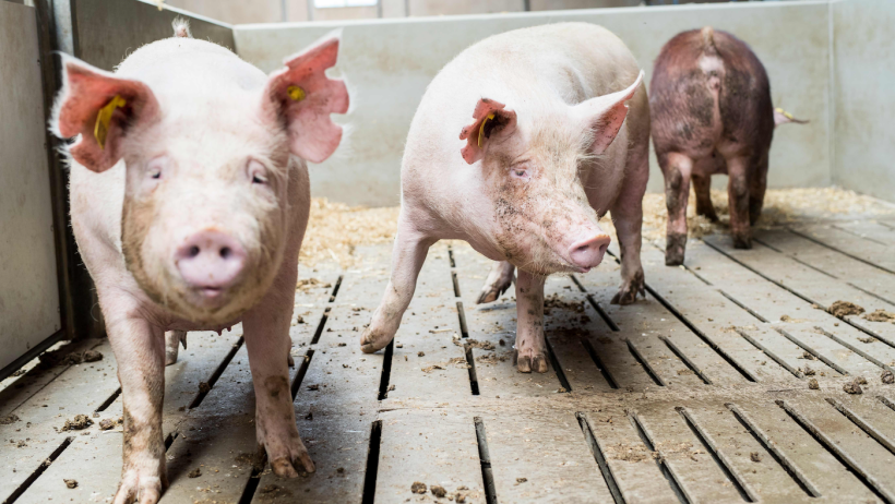 As a result of recent additions to the genetics team, Danish Pig Genetics is launching their own genetic evaluation system.
