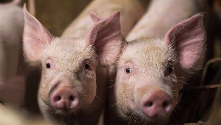 The MSU Swine Teaching and Research Facility will be one of the locations where researchers will collect new computer vision data.