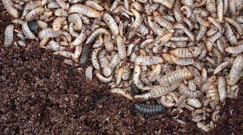 One insect species that is already successfully fed in WEDA systems is the black soldier fly. The larva of the fly, which can be up to 17 millimetres long, utilises almost all organic residues. Depending on the feed composition, larvae with a protein content of up to 55 percent emerge from this.
