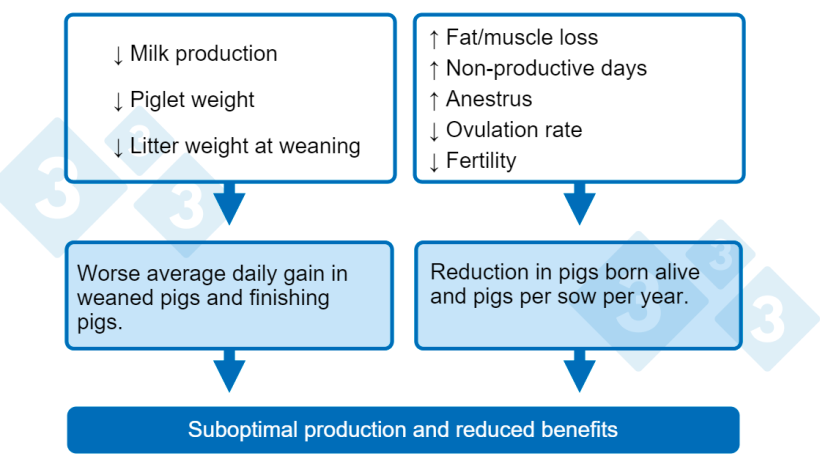 Chart&nbsp;1. Consequences of low nutrient intake during lactation.

