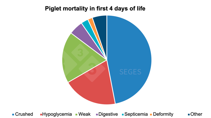 Graph 1. Etiology of nursing piglet mortality in the first few days of life (SEGES, 2017).