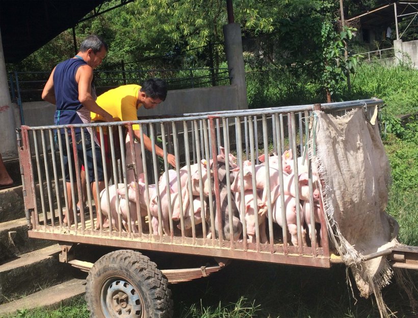Source: Philippine Department of Agriculture