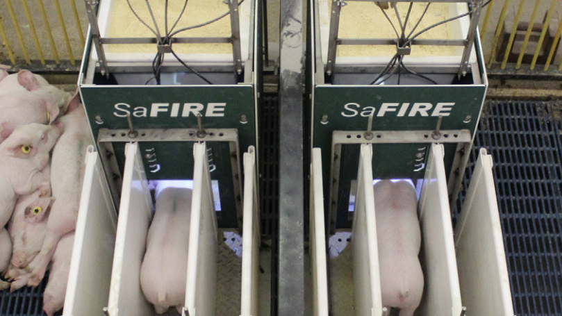 SaFIRE is the industry&rsquo;s first performance testing system for small pigs.
