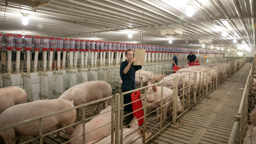 A PIC employee reviews data while standing in sow gestation group housing with several Camborough sows.
