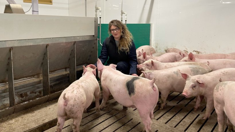 First batch of growers in pens with Clare Gaukroger, Cargill pig research coordinator.