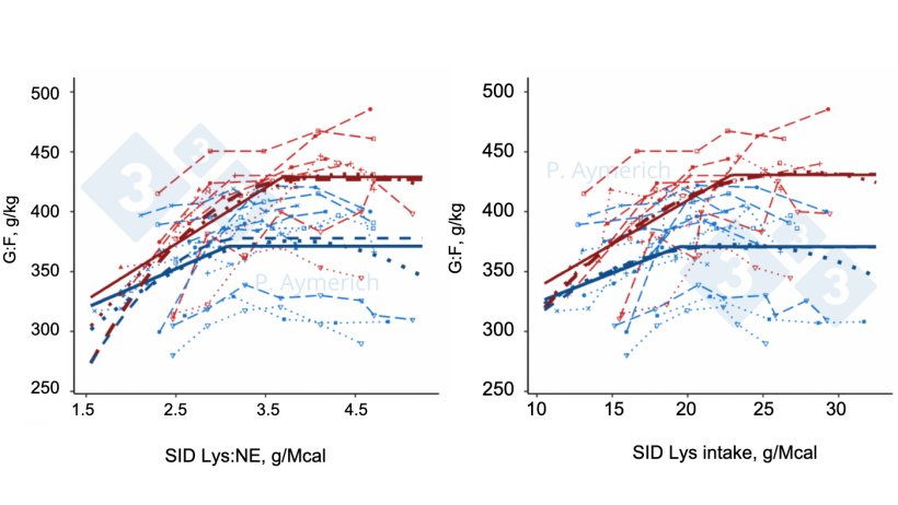 Figure&nbsp;2. Modeling the effect of lysine to energy ratio and daily lysine intake in entire males (red) and females&nbsp;(blue) in finishing on the efficiency of feed conversion. (Aymerich et al., 2021).
