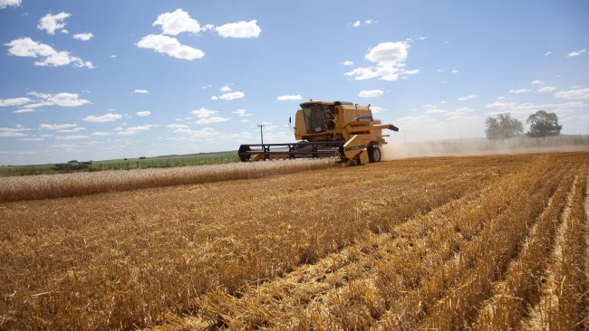 Planting cereals