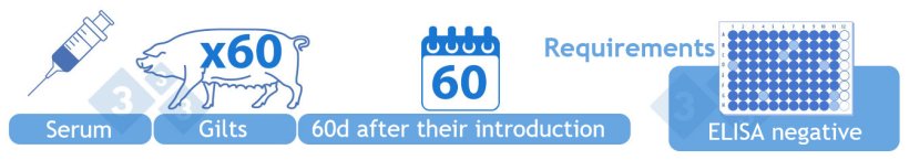 Category III Provisionally Negative. Test serum from 60 negative breeding replacements by ELISA 60 days after their initial introduction. No positive results are required to achieve this category.
