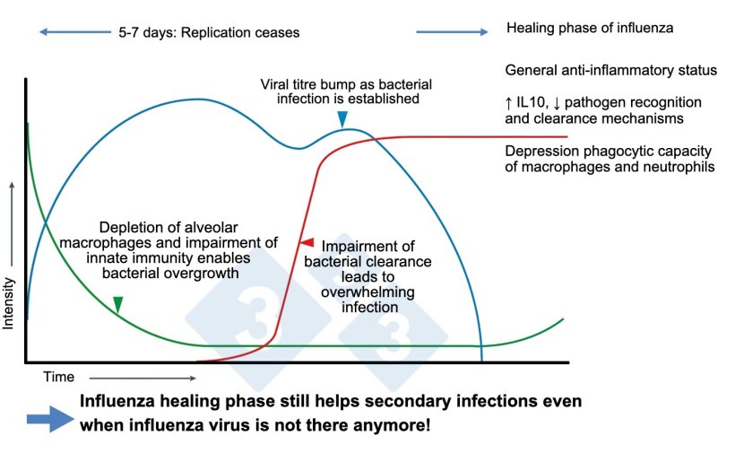 Figure&nbsp;1. Modified from McCullers, 2014.
