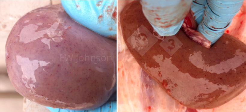 Photo 3. Edema and petechial hemorrhages in kidney.
