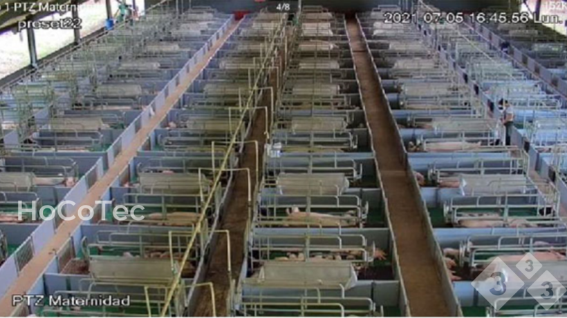 Farrowing room
