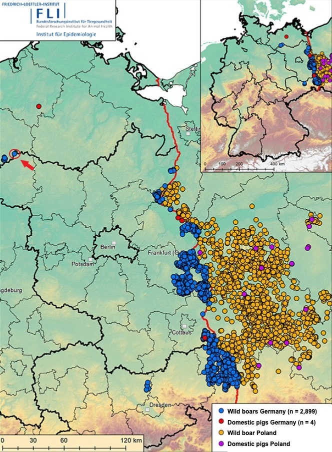 African swine fever in Germany and western Poland since September 2020 (as of December 3, 2021). Source: FLI.