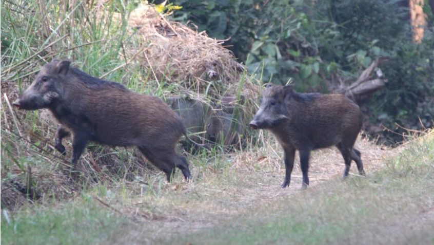 Hong Kong: First ASF case on farm in over a decade - Swine news ...