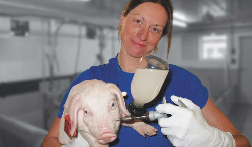 Oral vaccination of piglet with Salmonella Vaccine. Source: Ceva Sant&eacute; Animale.

