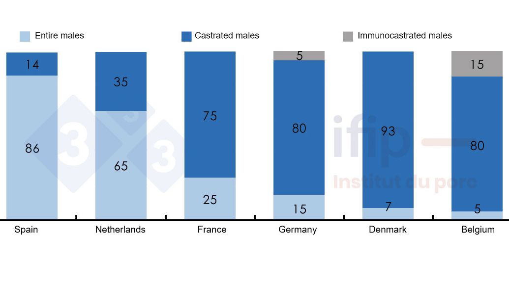 Breakdown of pig&nbsp;slaughter&nbsp;according to entire, castrated, or immunocastrated male pigs.
