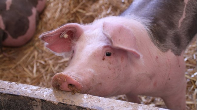 pig with straw