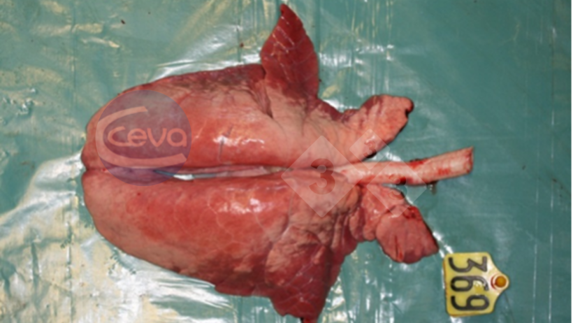 Picture&nbsp;1. Pig lung after experimental influenza A infection.
