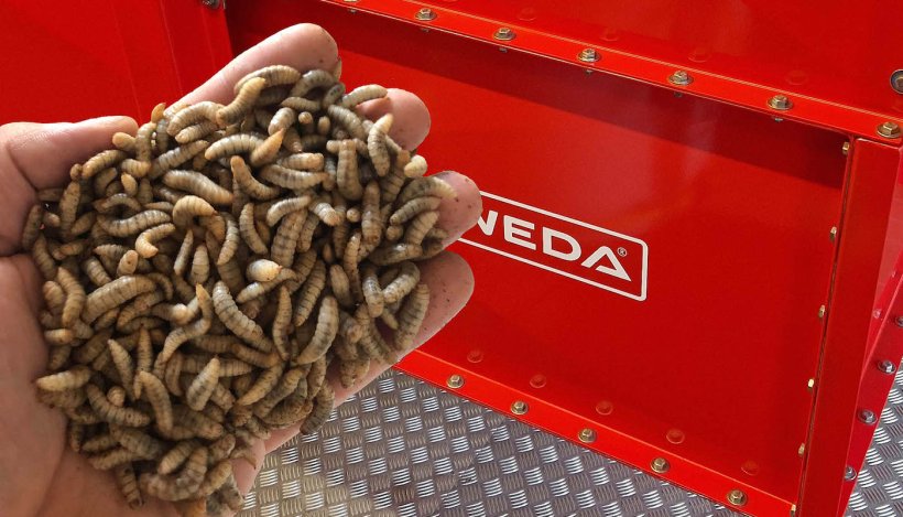 WEDA Dammann & Westerkamp GmbH supplies the complete insect feeding system for the Polish feed producer HiProMine.