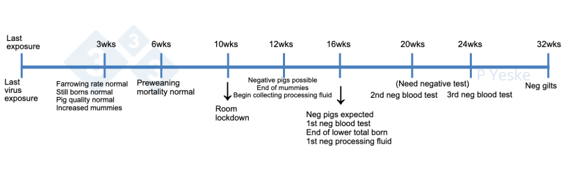 Figure 1.&nbsp;Timeline for stabilization following herd virus exposure. This outlines some of the milestones to monitor while going through a virus elimination and what expectations should be. We realize every herd will have unique circumstances that may alter this timeline, but this is a reference as a herd starts the process.
