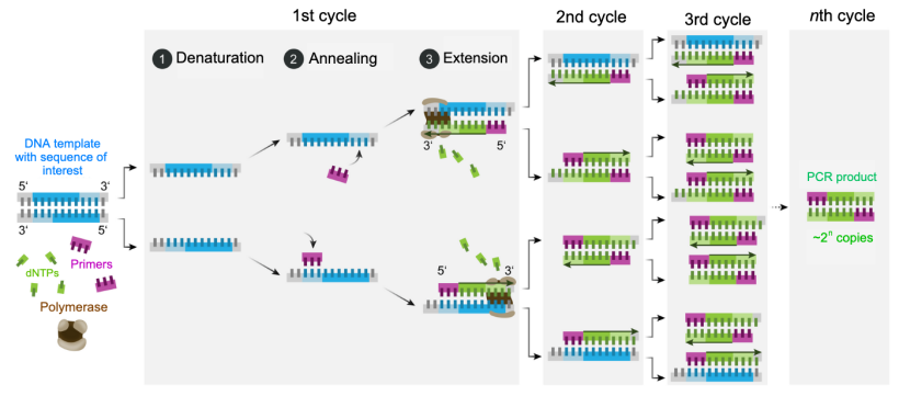 Schematic mechanism of PCR. Source:&nbsp;Enzoklop,&nbsp;http://creativecommons.org/licenses/by-sa/4.0
