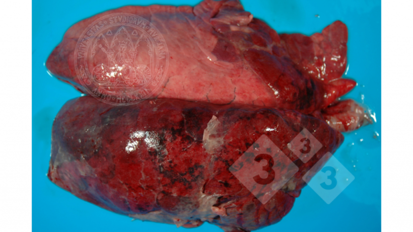 Figure 2. Pleuropneumonia compatible with App Source: Francisco José Pallarés, University of Murcia.