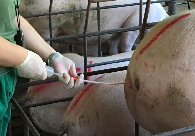 Artificial insemination

