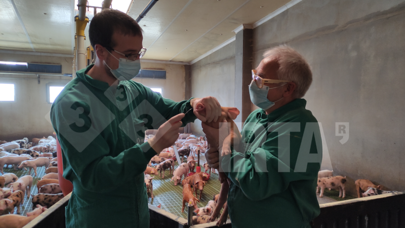 Photo 1. Nasal sampling to study the presence of Streptoccocus suis in a nursery unit.